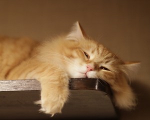 Lazy-Cat-1280x1024